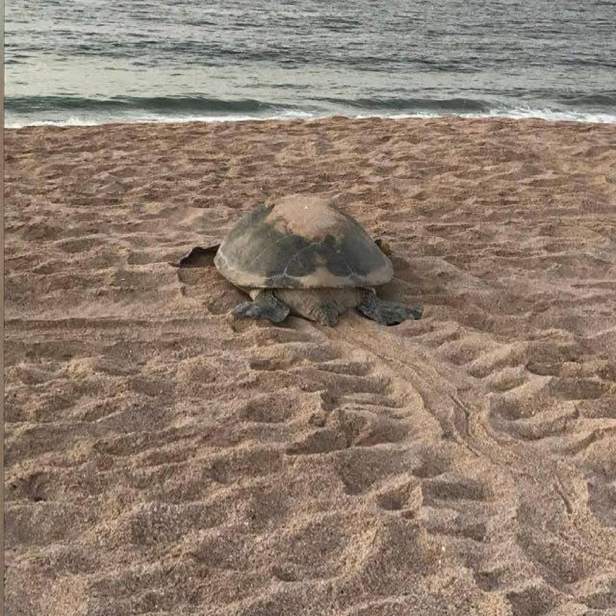 Turtle Guest House Sur Exterior photo